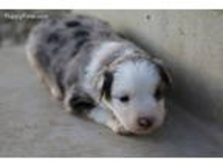 Miniature Australian Shepherd Puppy for sale in Adair, IA, USA