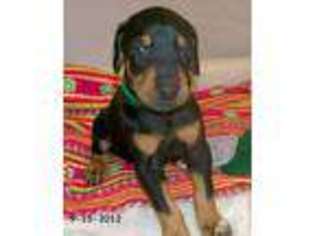 Doberman Pinscher Puppy for sale in JACKSONVILLE, AL, USA