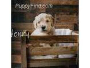Goldendoodle Puppy for sale in Memphis, IN, USA