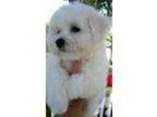 Bichon Frise Puppy for sale in CLEARWATER, FL, USA