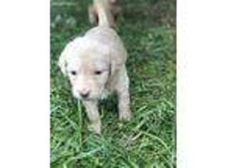 Labradoodle Puppy for sale in Floyd, VA, USA