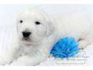 Golden Retriever Puppy for sale in Candler, NC, USA
