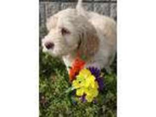 Goldendoodle Puppy for sale in Linn, MO, USA
