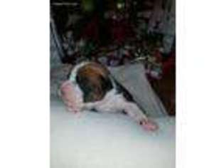 Boxer Puppy for sale in Charleston, SC, USA