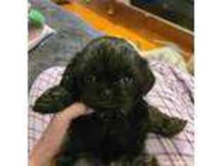 Mutt Puppy for sale in Cornelius, NC, USA