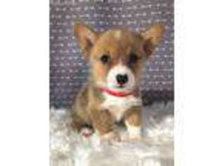 Pembroke Welsh Corgi Puppy for sale in Calera, OK, USA
