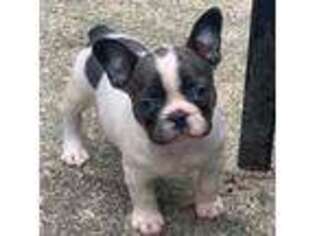 French Bulldog Puppy for sale in Guyton, GA, USA