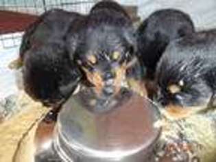 Rottweiler Puppy for sale in Dillonvale, OH, USA