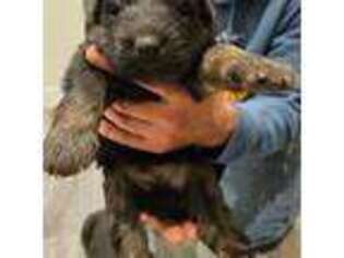 German Shepherd Dog Puppy for sale in Otis Orchards, WA, USA