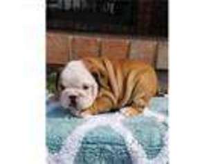 Bulldog Puppy for sale in Jackson, MS, USA