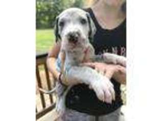 Great Dane Puppy for sale in Lorton, VA, USA