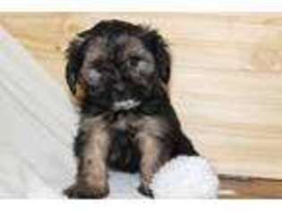 Shorkie Tzu Puppy for sale in Bangor, NY, USA