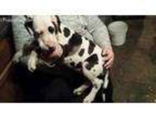 Great Dane Puppy for sale in Blythedale, MO, USA