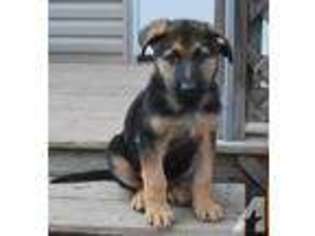 German Shepherd Dog Puppy for sale in NAVARRE, OH, USA
