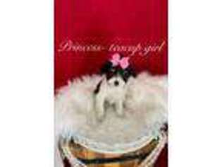 Cavalier King Charles Spaniel Puppy for sale in Belding, MI, USA