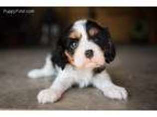 Cavalier King Charles Spaniel Puppy for sale in Tabor, SD, USA