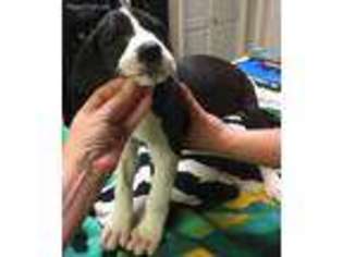 Great Dane Puppy for sale in Hammond, LA, USA
