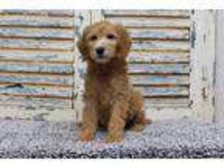 Labradoodle Puppy for sale in Eden Valley, MN, USA