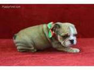 Bulldog Puppy for sale in Bloomfield, KY, USA