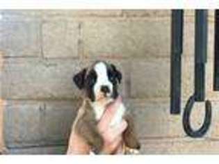 Boxer Puppy for sale in Belen, NM, USA