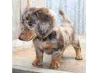 Dachshund Puppy for sale in Mountain Home, AR, USA