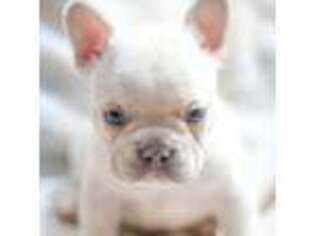 French Bulldog Puppy for sale in Jonesboro, LA, USA