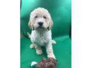 Goldendoodle Puppy for sale in Tellico Plains, TN, USA