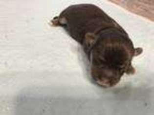 Havanese Puppy for sale in Ocoee, FL, USA