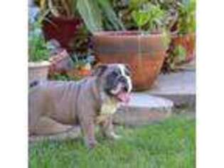 Bulldog Puppy for sale in Merced, CA, USA