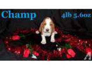 Basset Hound Puppy for sale in COTTONWOOD, CA, USA