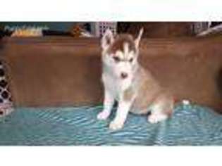 Siberian Husky Puppy for sale in Amery, WI, USA