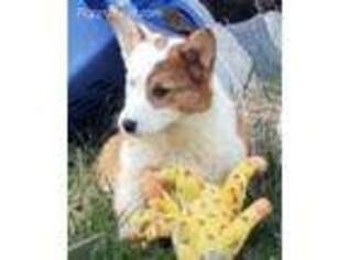 Pembroke Welsh Corgi Puppy for sale in Detroit, MI, USA