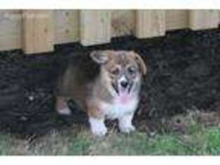 Pembroke Welsh Corgi Puppy for sale in Sidney, OH, USA