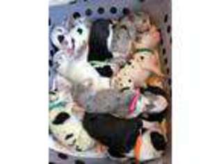 Great Dane Puppy for sale in Union City, MI, USA