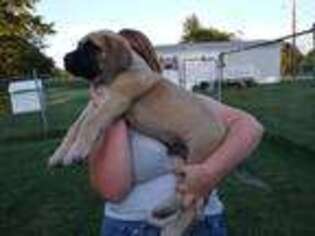 Mastiff Puppy for sale in Andrews, IN, USA