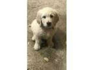 Goldendoodle Puppy for sale in Pleasanton, TX, USA