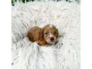 Australian Labradoodle Puppy for sale in Manhattan, KS, USA