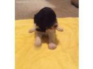 Labradoodle Puppy for sale in Springdale, AR, USA