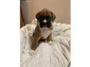 Boxer Puppy for sale in East Brookfield, MA, USA