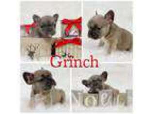 French Bulldog Puppy for sale in Morgantown, WV, USA