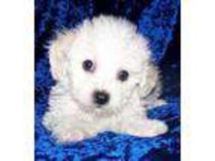 Bichon Frise Puppy for sale in Fairfield, CA, USA