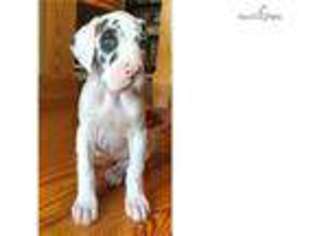 Great Dane Puppy for sale in Springfield, MO, USA