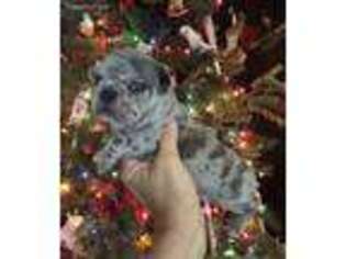 French Bulldog Puppy for sale in Austin, AR, USA
