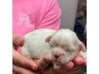 Pekingese Puppy for sale in Alma, GA, USA
