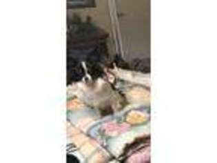 Papillon Puppy for sale in Mangum, OK, USA