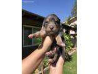 Miniature Australian Shepherd Puppy for sale in Norco, CA, USA
