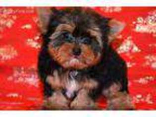 Yorkshire Terrier Puppy for sale in Marysville, WA, USA