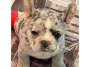 French Bulldog Puppy for sale in Fulton, NY, USA