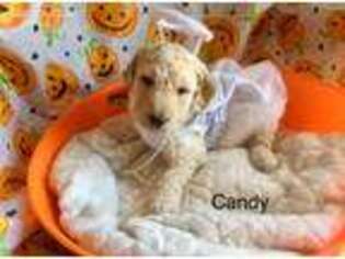 Goldendoodle Puppy for sale in Johnson City, TN, USA