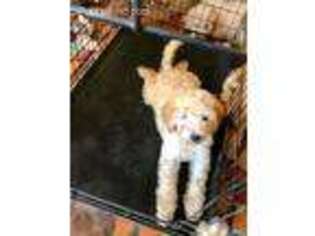 Medium Photo #1 Goldendoodle Puppy For Sale in Nicholls, GA, USA